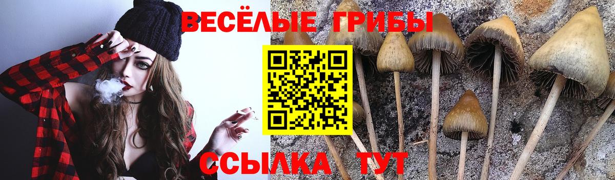 Сунжа  Псилоцибиновые грибы Magic Shrooms  Вход с VPN  Псилоцибиновые грибы Cubensis 